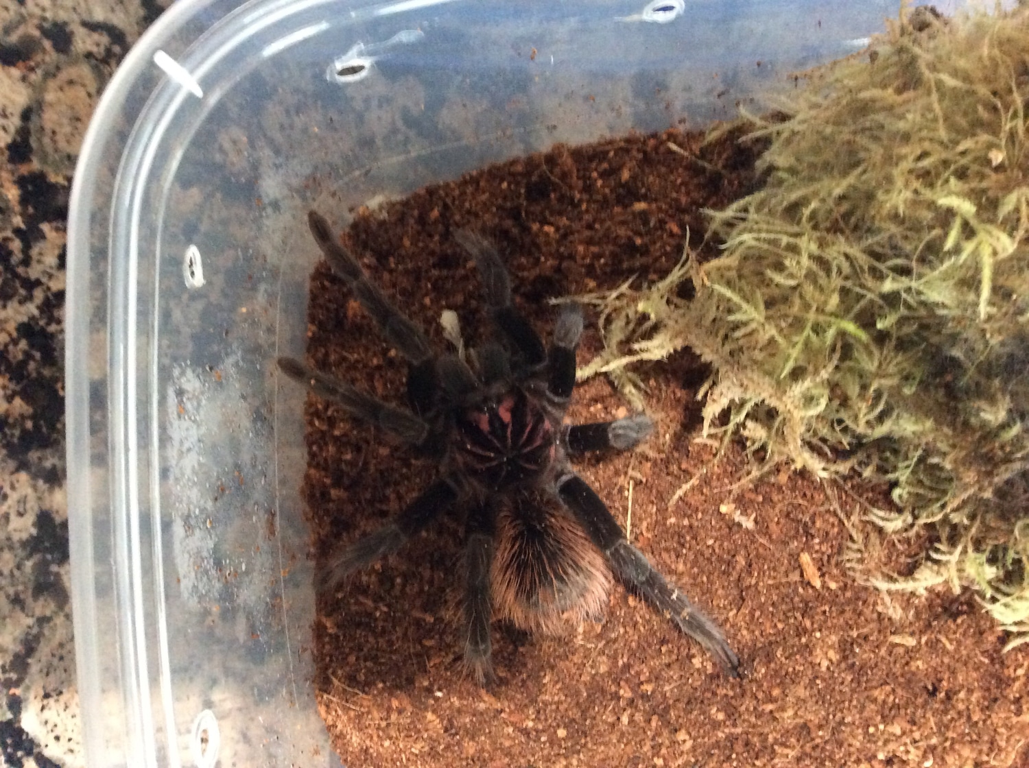 Xenesthis Intermedia Tarantula by B & B Exotic Animals MorphMarket