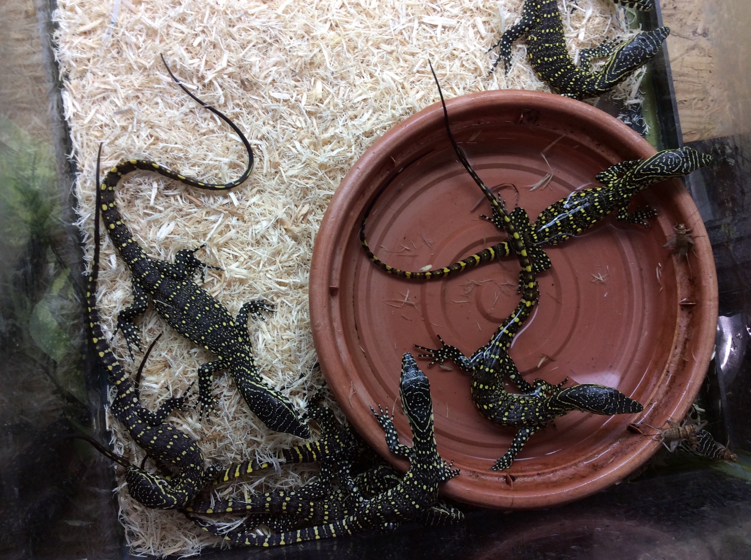 Beautiful Captive Hatched What Outrageously Creatures They Are