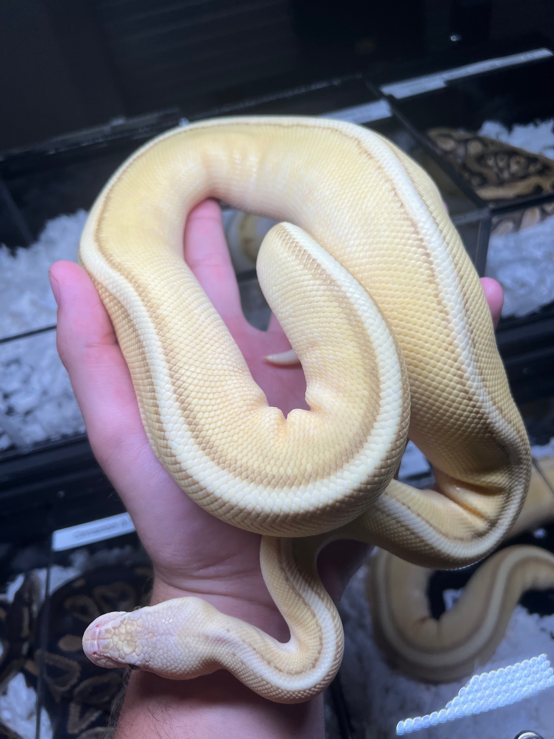 Male Banana Pastel Butter Gstripe Ball Python by Reptile Breeding ...