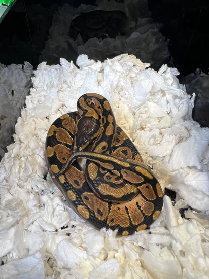 Het Clown Ball Python by Reptile Breeding Project
