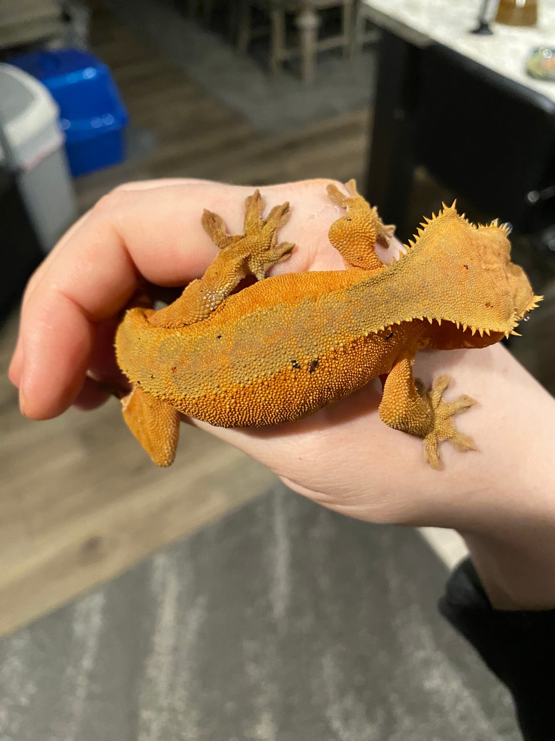 Redbicolor Crested Gecko by Triple Platinum Exotics MorphMarket
