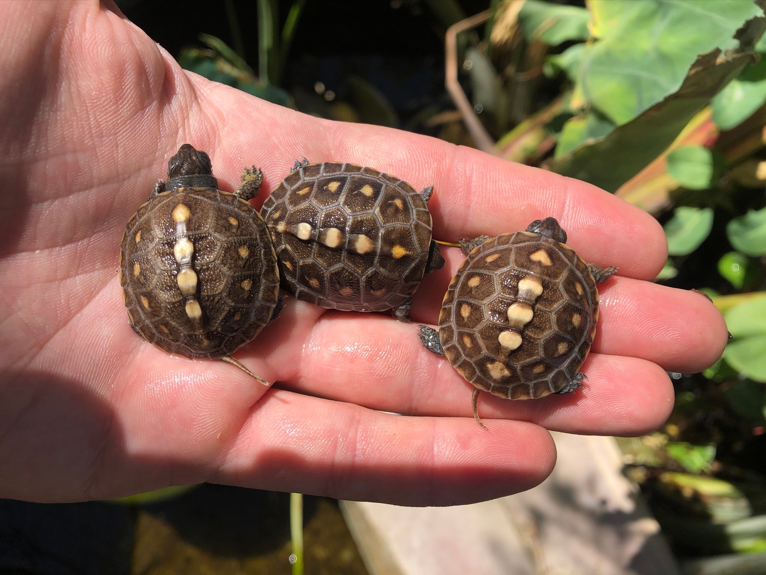 Cb 20 Eastern Box Turtles Box Turtles & Terrapin by Cameron Lamb Exotics MorphMarket