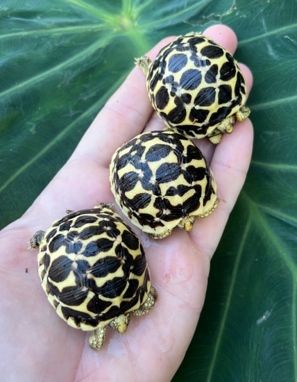 Sri Lankan Star Tortoises Indian Star Tortoise by Cameron Lamb Exotics