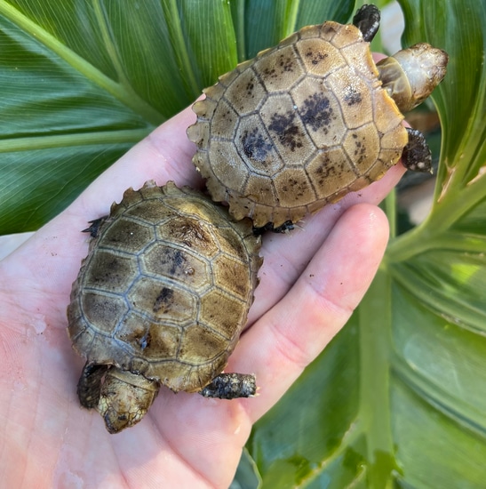 Elongated Tortoises by Cameron Lamb Exotics