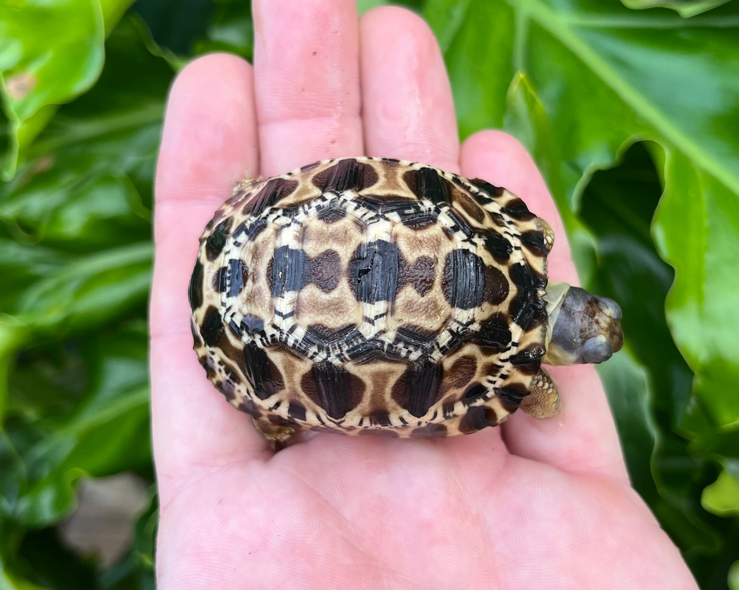 Radiated tortoise