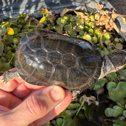 African Dwarf Muds Mud & Musk Turtles