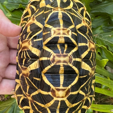 Indian Star Tortoise