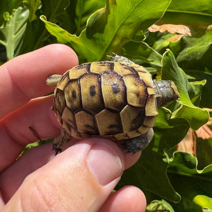 Jordanian Greek Tortoise