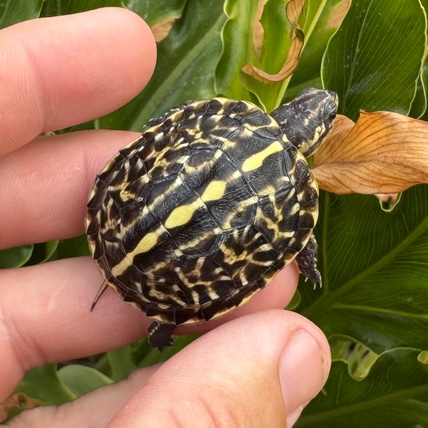 Florida Box Turtles
