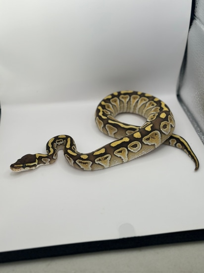 Lesser Ball Python by ReptileClub310