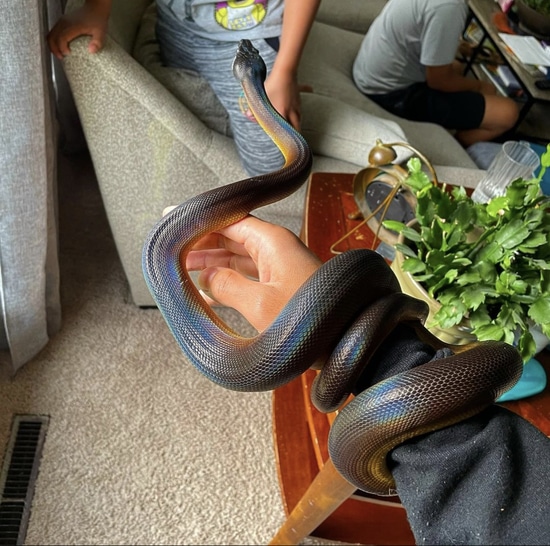 Northern White Lipped Python White-Lipped Python by ReptileDelight