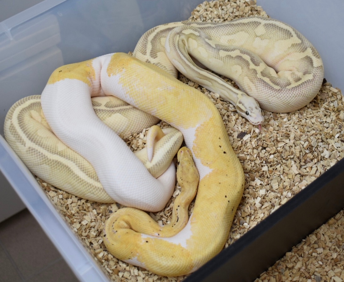 Fire Fly Lesser Ghost Ball Python by Reptiledreams - MorphMarket
