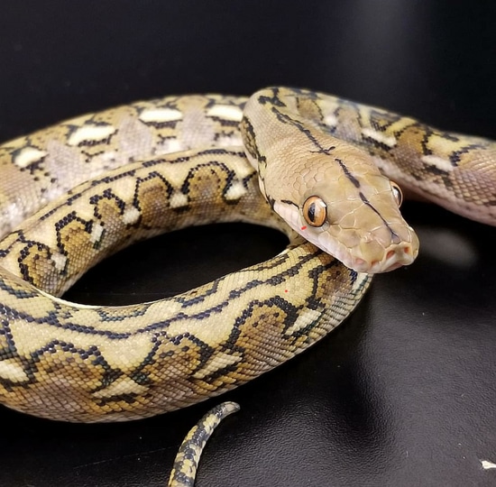 Super Dwarf Reticulated Python by Reptile Factory