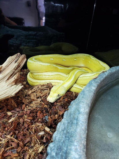 Platinum Sunfire OGS Reticulated Python by Reptile Factory