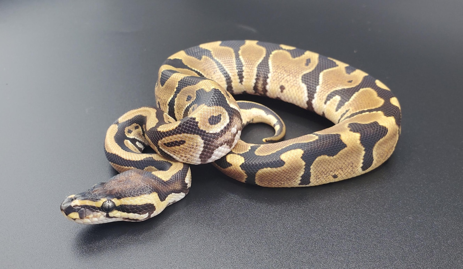 DH Dreamsicle Ball Python by Reptile Factory - MorphMarket