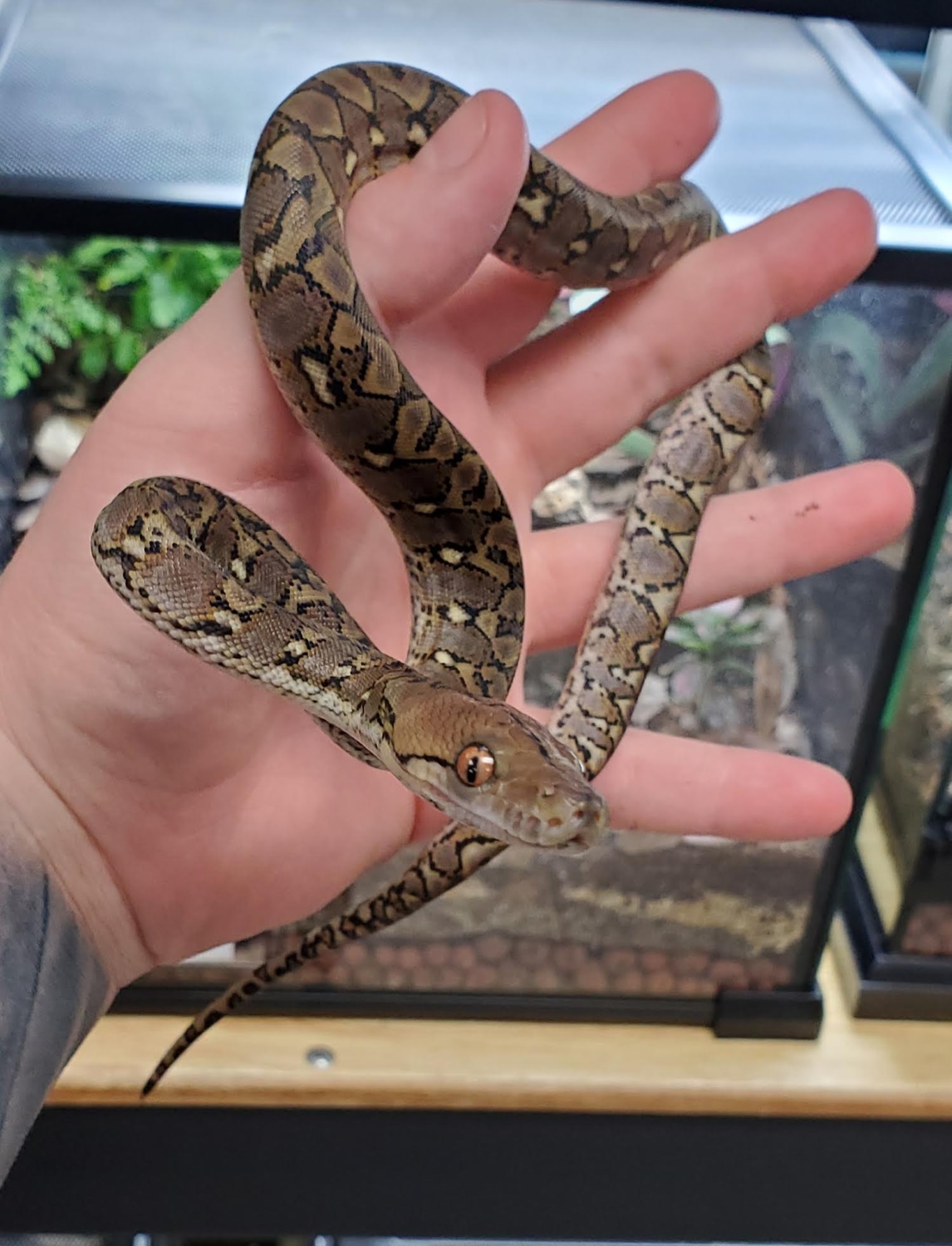 F1 Kalaotoa Super Dwarf Reticulated Python by Reptile Factory - MorphMarket