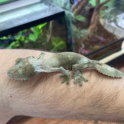 Leaf-Tailed Geckos For Sale - MorphMarket US & Canada