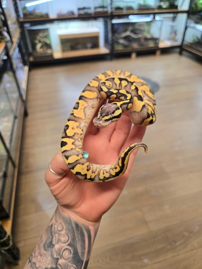 Pastel Fire Ball Python by Reptile Factory