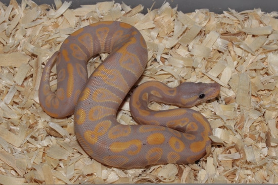 Frenzy Ball Python Banana Black Head Het Clown Male Ball Python by Reptile Frenzy LLC