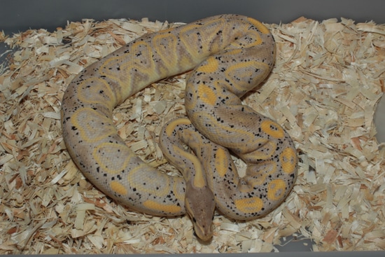 Frenzy Ball Python 2017 Banana Black Pastel Male Ball Python by Reptile Frenzy LLC