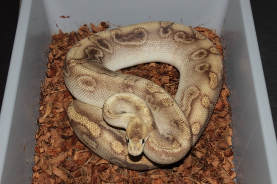 Frenzy Ball Python Champagne Ball Python by Reptile Frenzy LLC