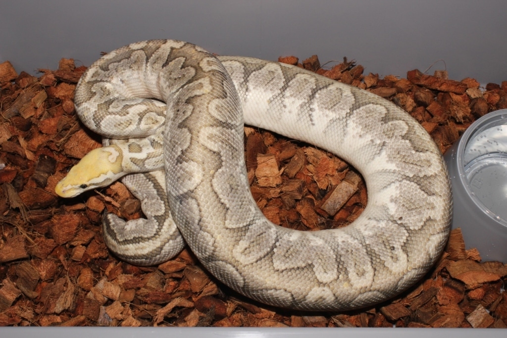 Super Pastel Bamboo Ball Python by Reptile Frenzy LLC - MorphMarket