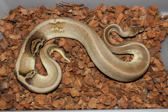 Frenzy Ball Python Paradox Mojave Leopard Pewter Ball Python by Reptile Frenzy LLC