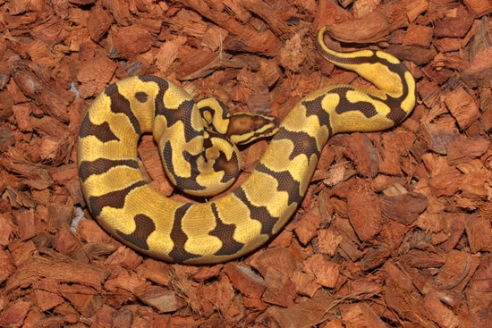 Frenzy Ball Python Fire Enchi OD Het Ultramel Het Clown Ball Python by Reptile Frenzy LLC