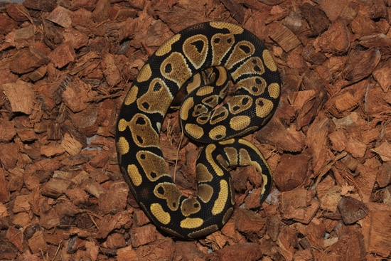 Frenzy Ball Python Het Ultramel Het Clowns Ball Python by Reptile Frenzy LLC
