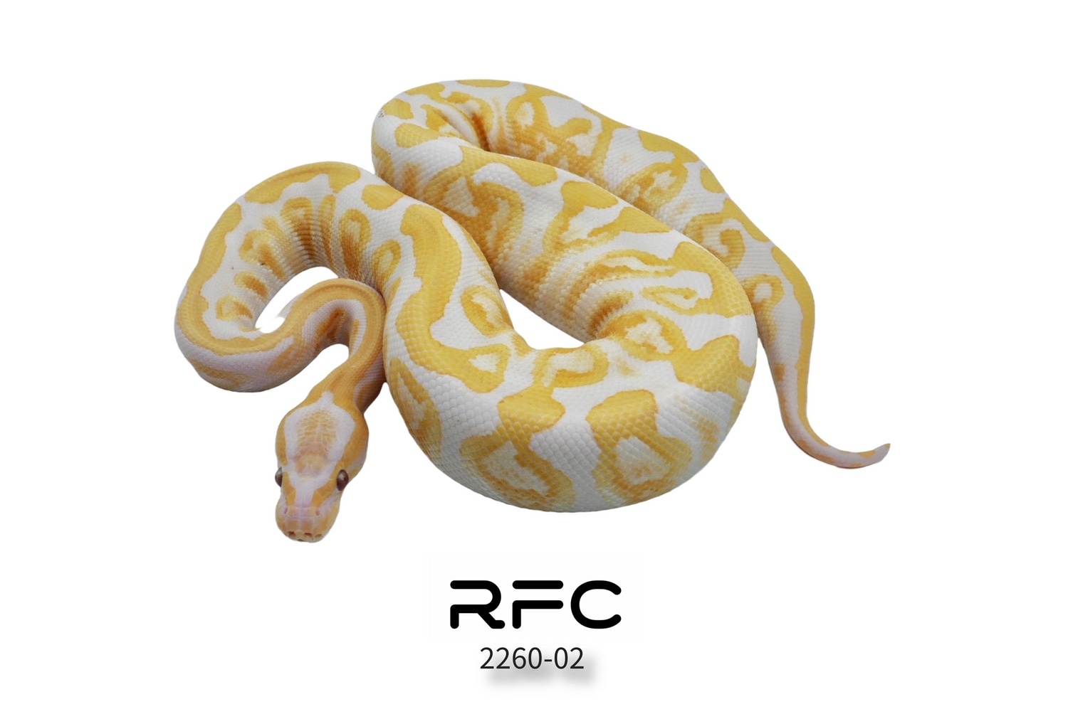 GHI Lavender Het Pied 50% Het Clown Ball Python by Reptiles for ...