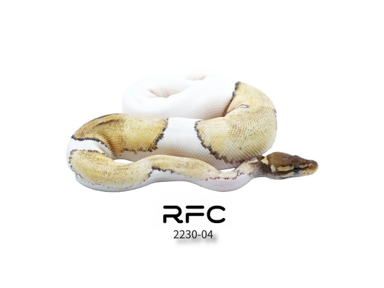 Pastave (Blackhead) Pied 50% Het Clown Ball Python by Reptiles for ...