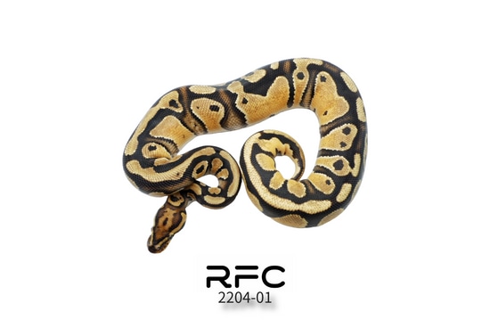OD Vanilla Het Clown 50% Het Pied Ball Python by Reptiles for Centuries USA