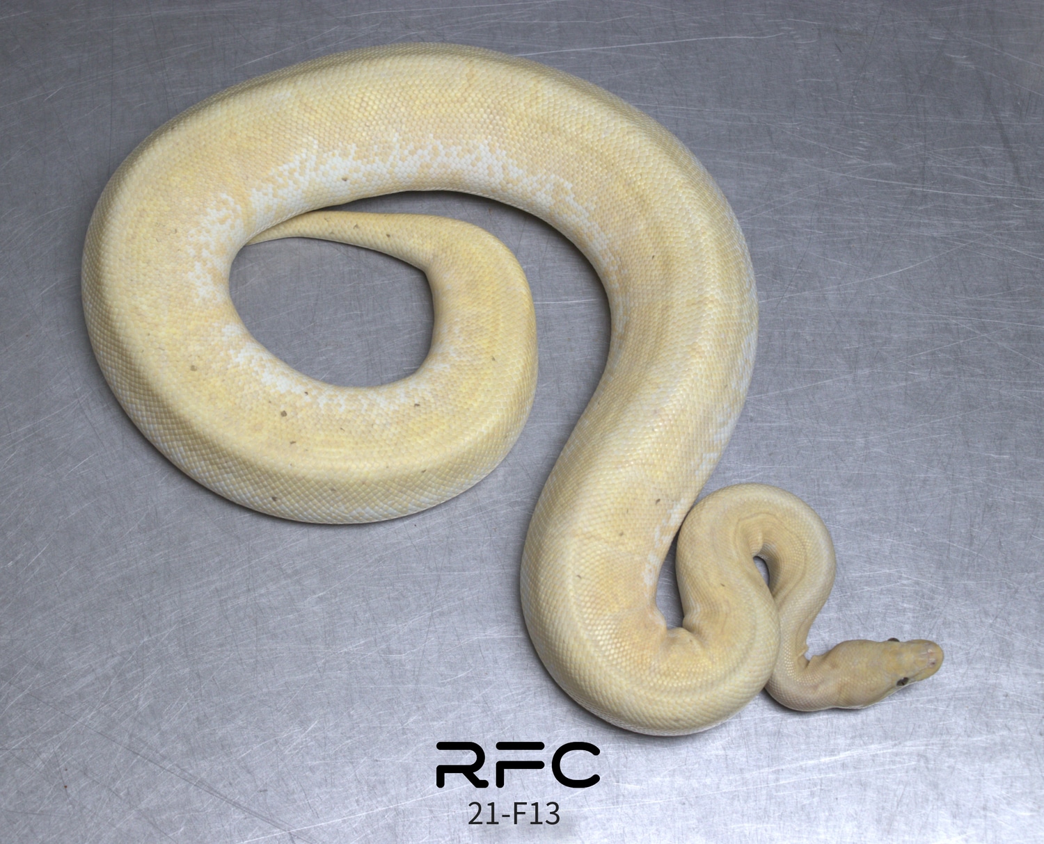 Banana Spinner Blast Het Axanthic Het Pied (MJ Line) RTB Ball Python by ...
