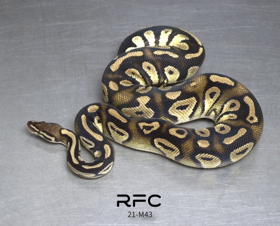 Black Head Pastel Het Het Clown Het Pied Ball Python by Reptiles for ...