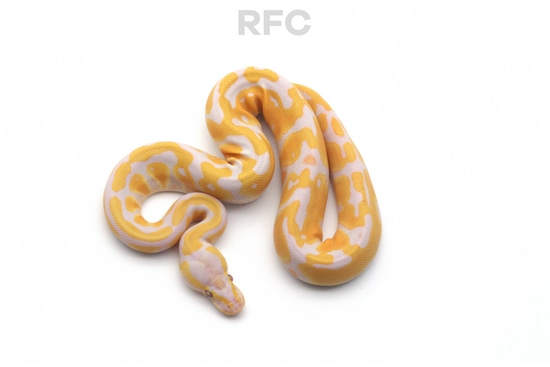 Pastel Lavender Albino Het Clown Het Pied Ball Python by Reptiles for ...