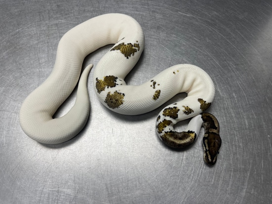 Metal Flake Pied Ball Python by Reptiles for Centuries USA