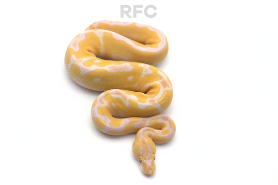 Grail Het Pied Ball Python by Reptiles for Centuries USA