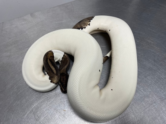Pied Ball Python by Reptiles for Centuries USA