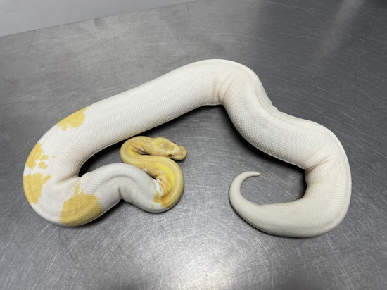 Albino Metal Flake Pied Ball Python by Reptiles for Centuries USA
