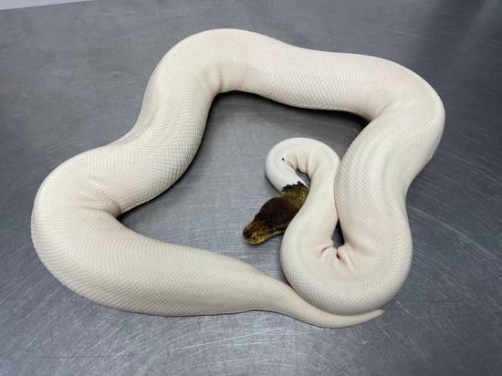 Pewter Pied Ball Python by Reptiles for Centuries USA