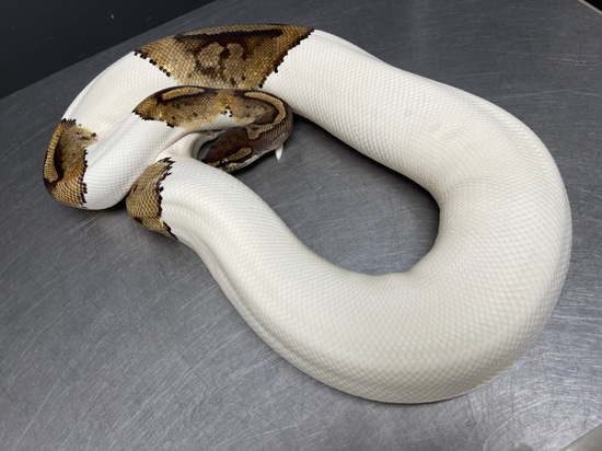 Pied Het Albino Ball Python by Reptiles for Centuries USA