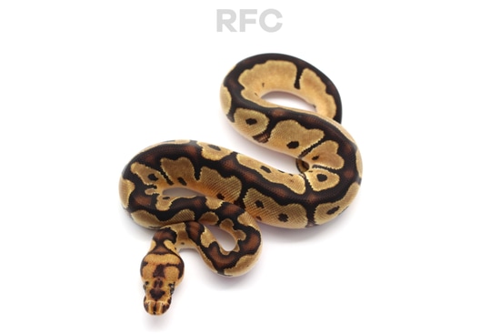 Vanilla Clown 50% Het Pied Ball Python by Reptiles for Centuries USA