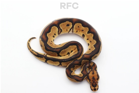 OD YB Clown Het DG Het Pied Ball Python by Reptiles for Centuries USA