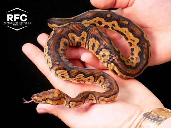 YB Clown Het DG Het Pied Ball Python by Reptiles for Centuries USA