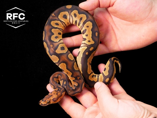 OD Clown Het DG Het Pied Ball Python by Reptiles for Centuries USA