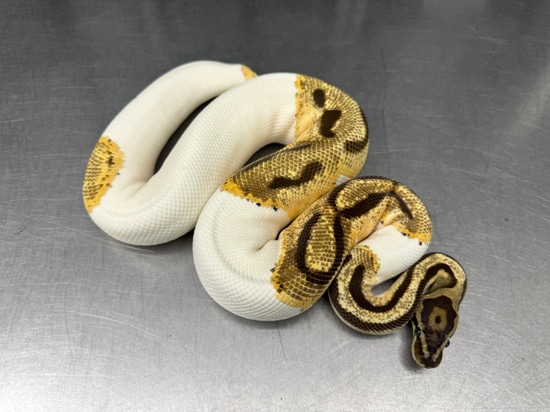 OD Pied Het Lavender Het Clown (Het Grail) Ball Python by Reptiles for ...