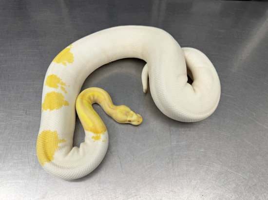 Albino Metal Flake Pied Ball Python by Reptiles for Centuries USA