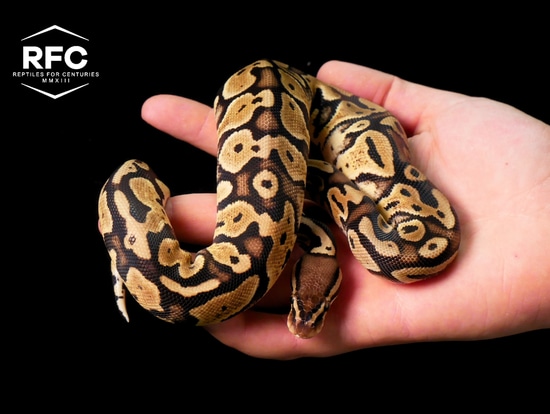 Pastel Het Metal Flake Het Pied Ball Python by Reptiles for Centuries USA