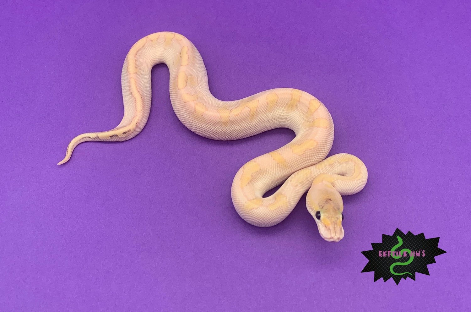 Champagne Pastel Lesser Enchi Ball Python by Reptile Jim's - MorphMarket