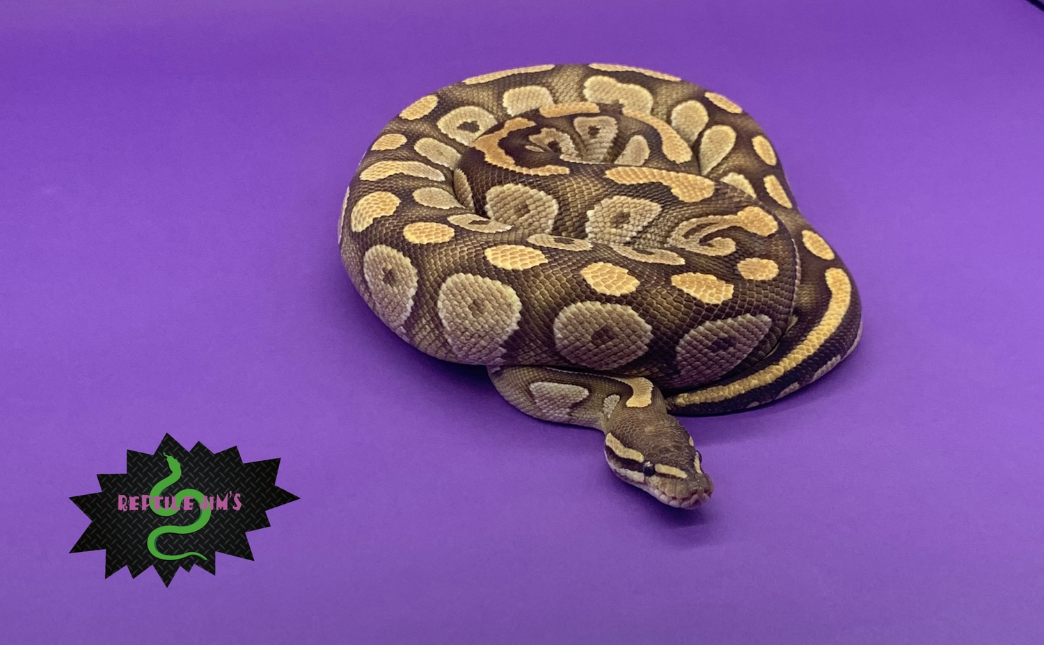 Gold Blush Mojave Ball Python by Reptile Jim's MorphMarket